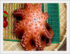 Common Octopus  Made in Korea